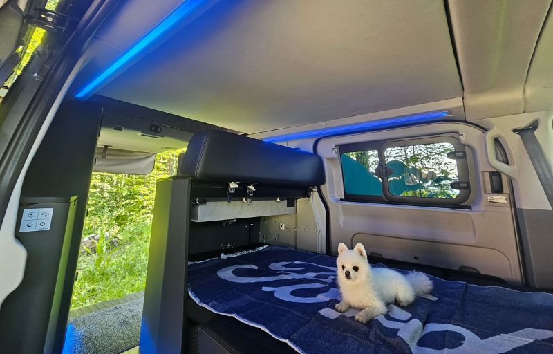 Kleiner, weisser Hund liegt auf Ford-Decke im Inneren des Fahrzeugs