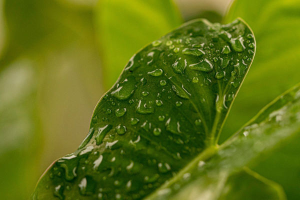 Grünes Blatt mit Regentropfen