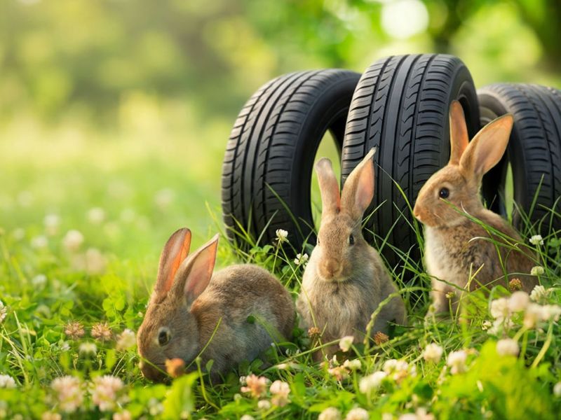 Reifen und Hasen im Gras Reifen und Hasen im Gras