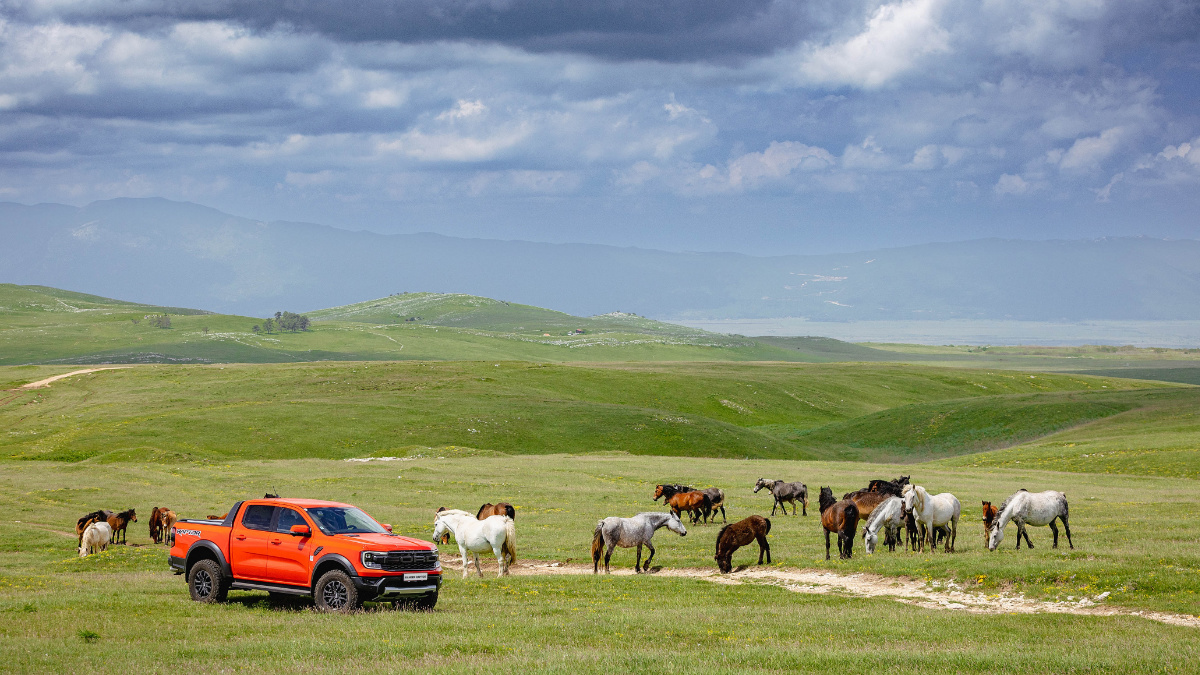 Ford Ranger Raptor w otoczeniu dzikich koni Tabuny z Livna w Bośni